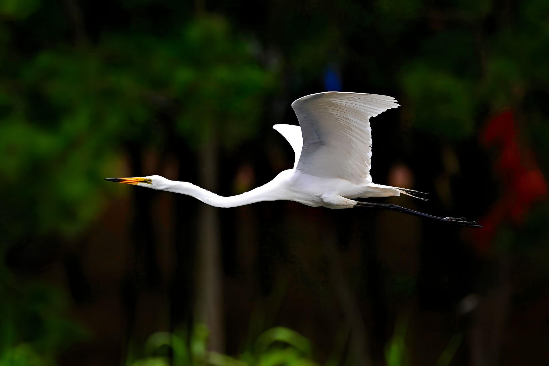 黄嘴白鹭已经升级为国家一级保护动物了