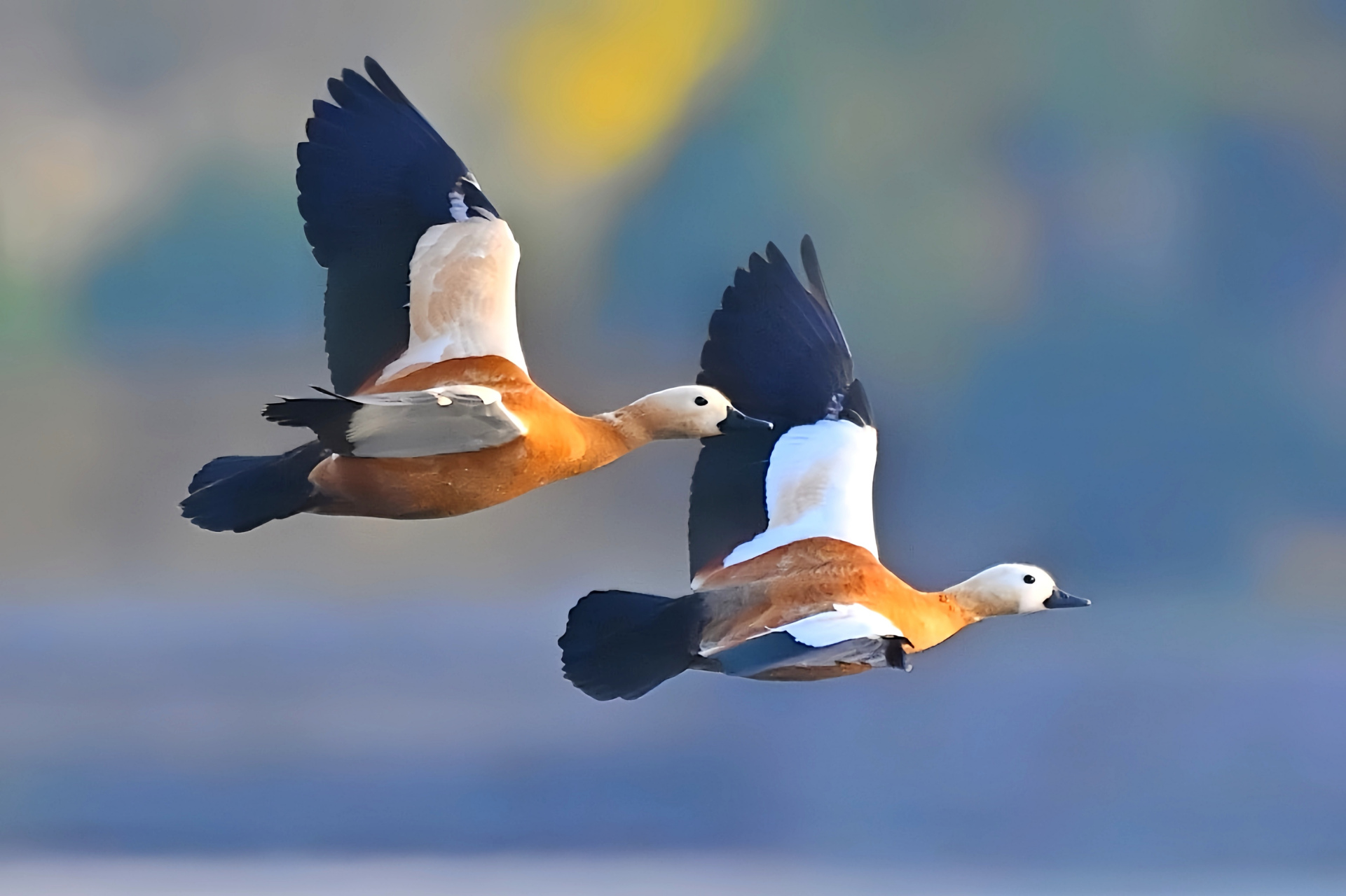 赤麻鸭,也称"红雁". 匹鸟鸳鸯古, 并游臾不离.