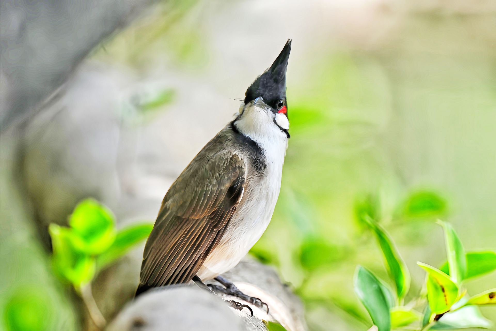 白耳鹎的各异神态