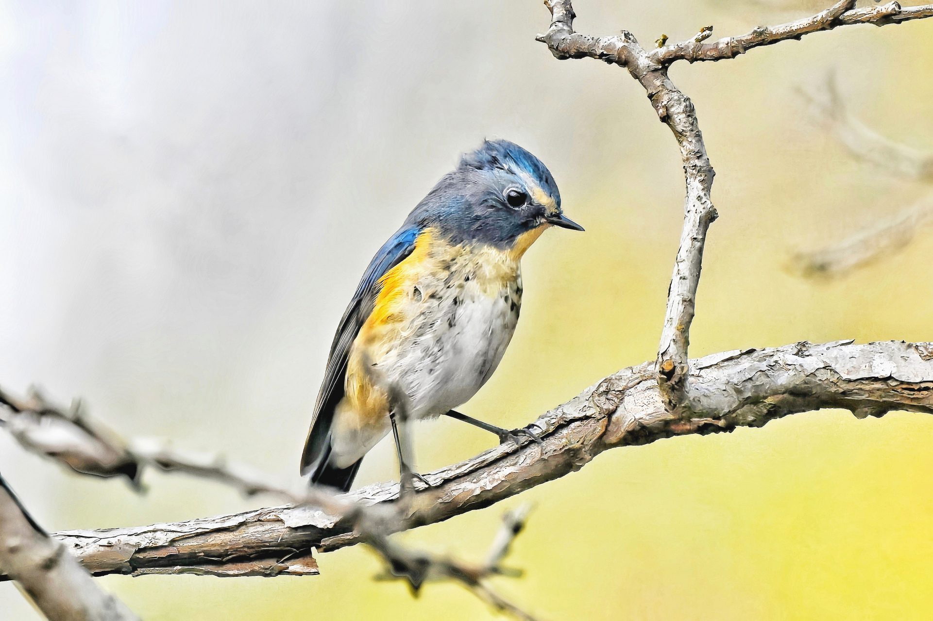 红胁蓝尾鸲是雀形目鸫科鸲属鸟类,食虫和植物性种子