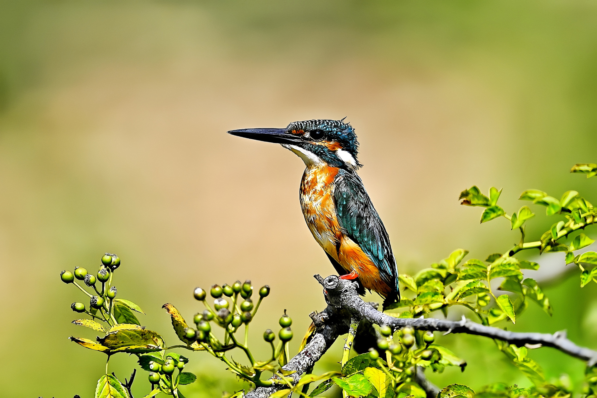 为何众人都爱拍翠鸟,我想,一是翠鸟的姿态有一种可爱的呆萌状,二是
