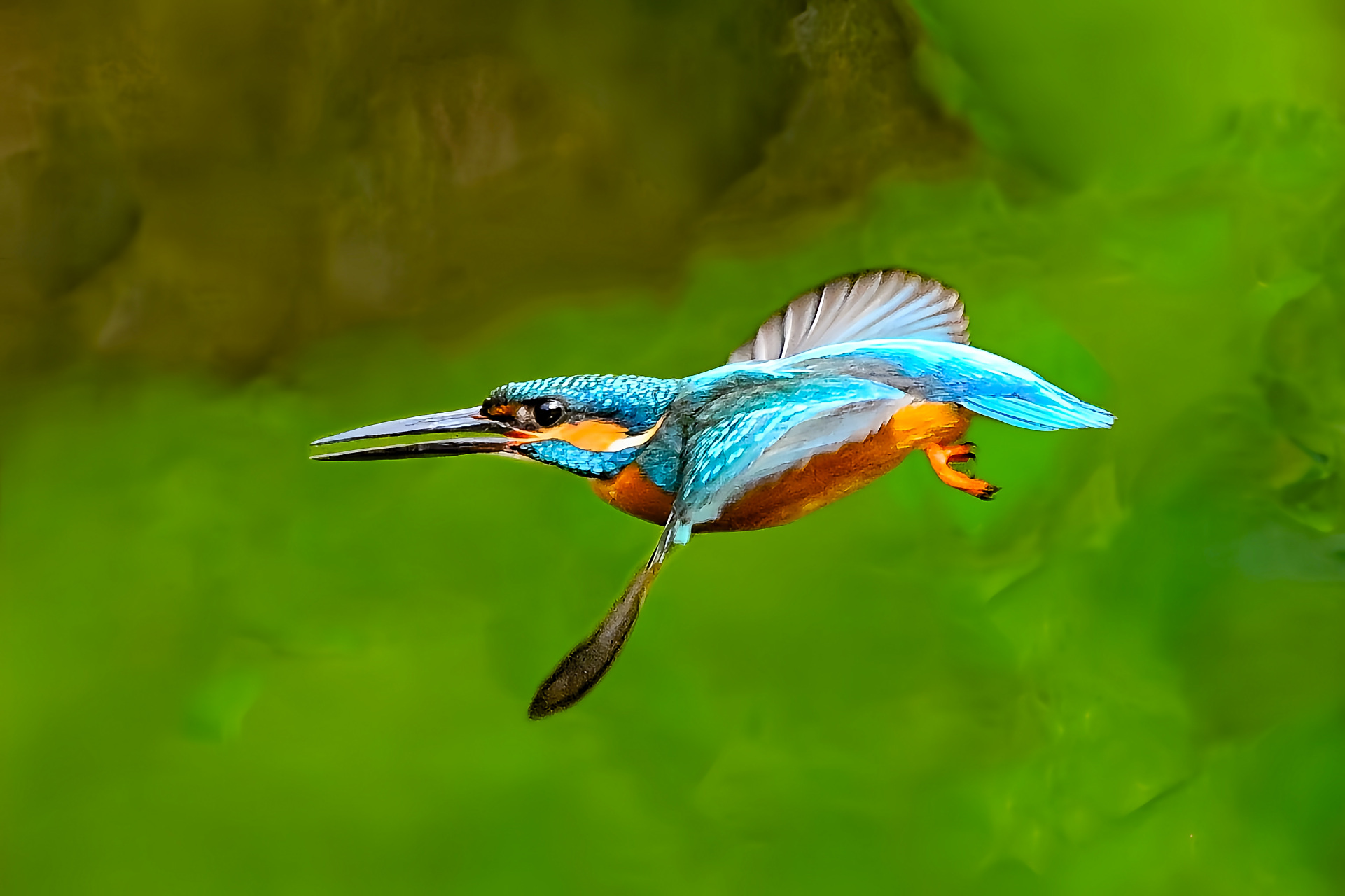 翠鸟的飞翔,是大自然中最美丽的画面之一.