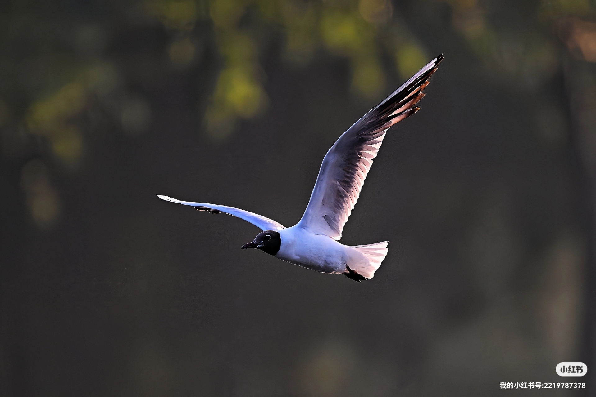 朝霞给海鸥披上闪亮翅膀
