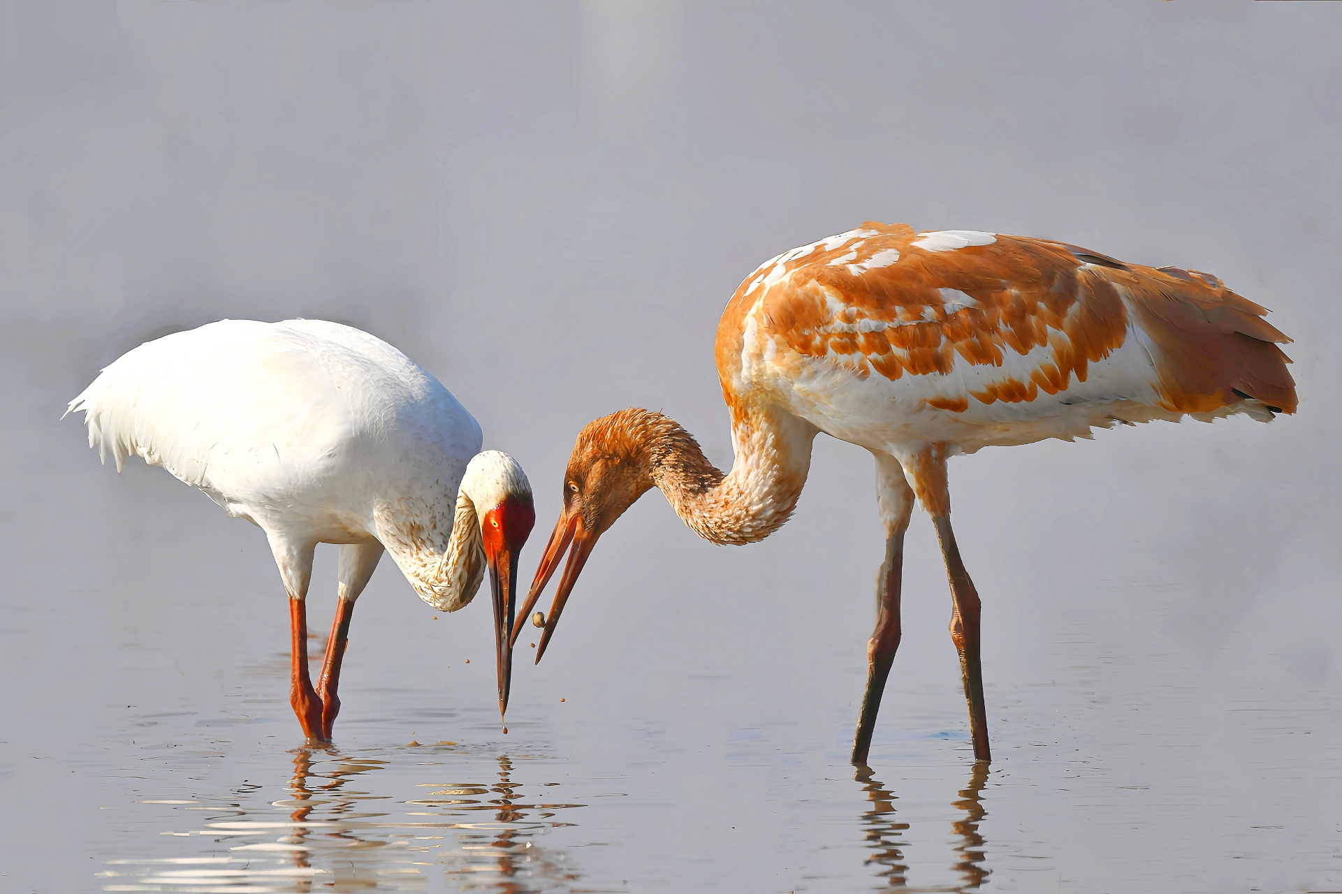 白鹤怎么喂幼鸟的?是这样的