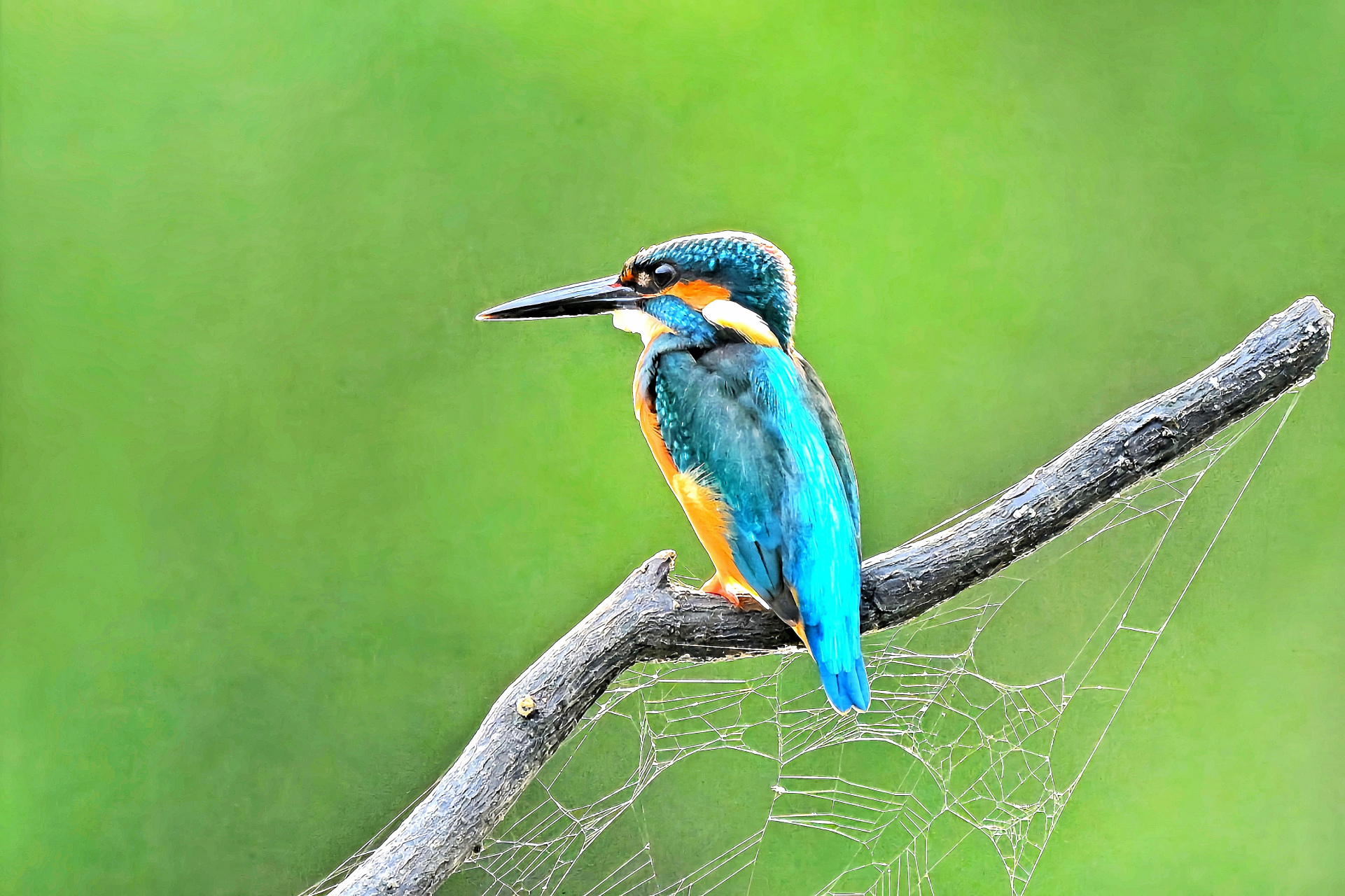 00翠鸟坐在树枝上,它身上的羽毛是蓝绿色,看起来非常清新自然.