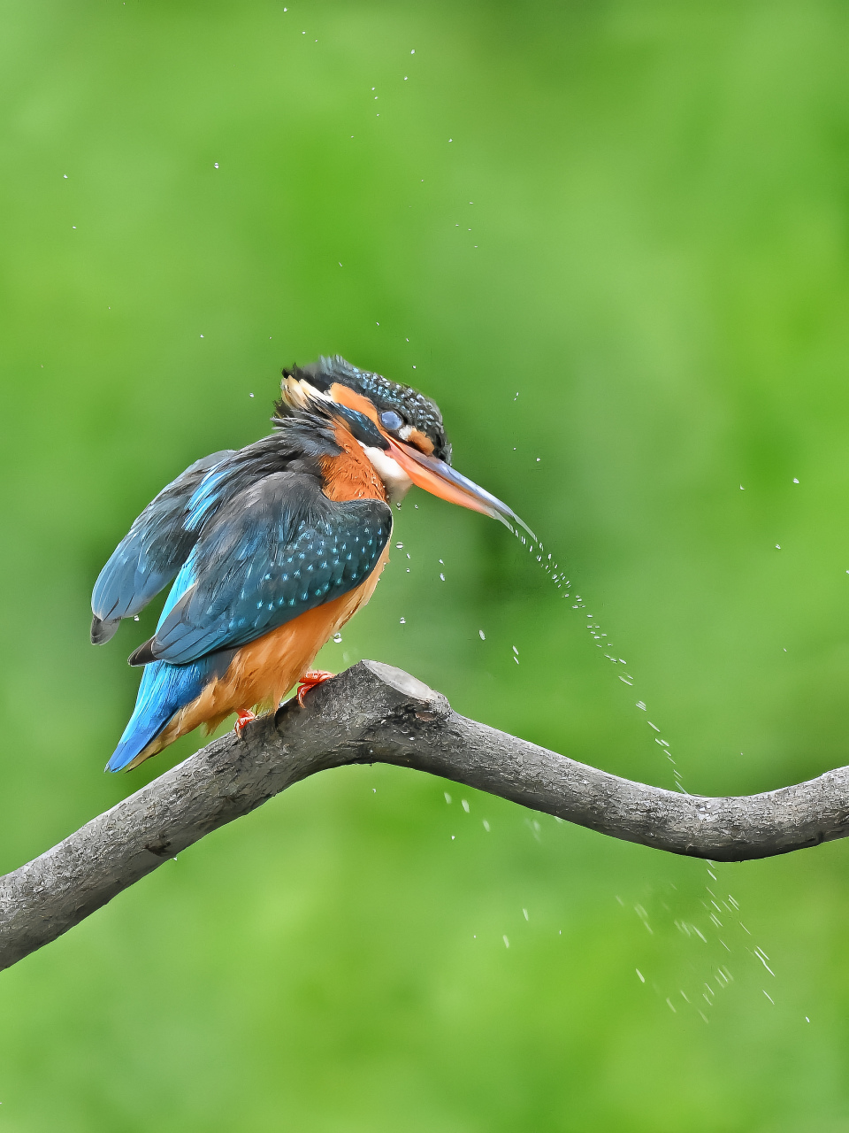 细节清晰,姿态非常,色彩斑斓,好看的鸟片