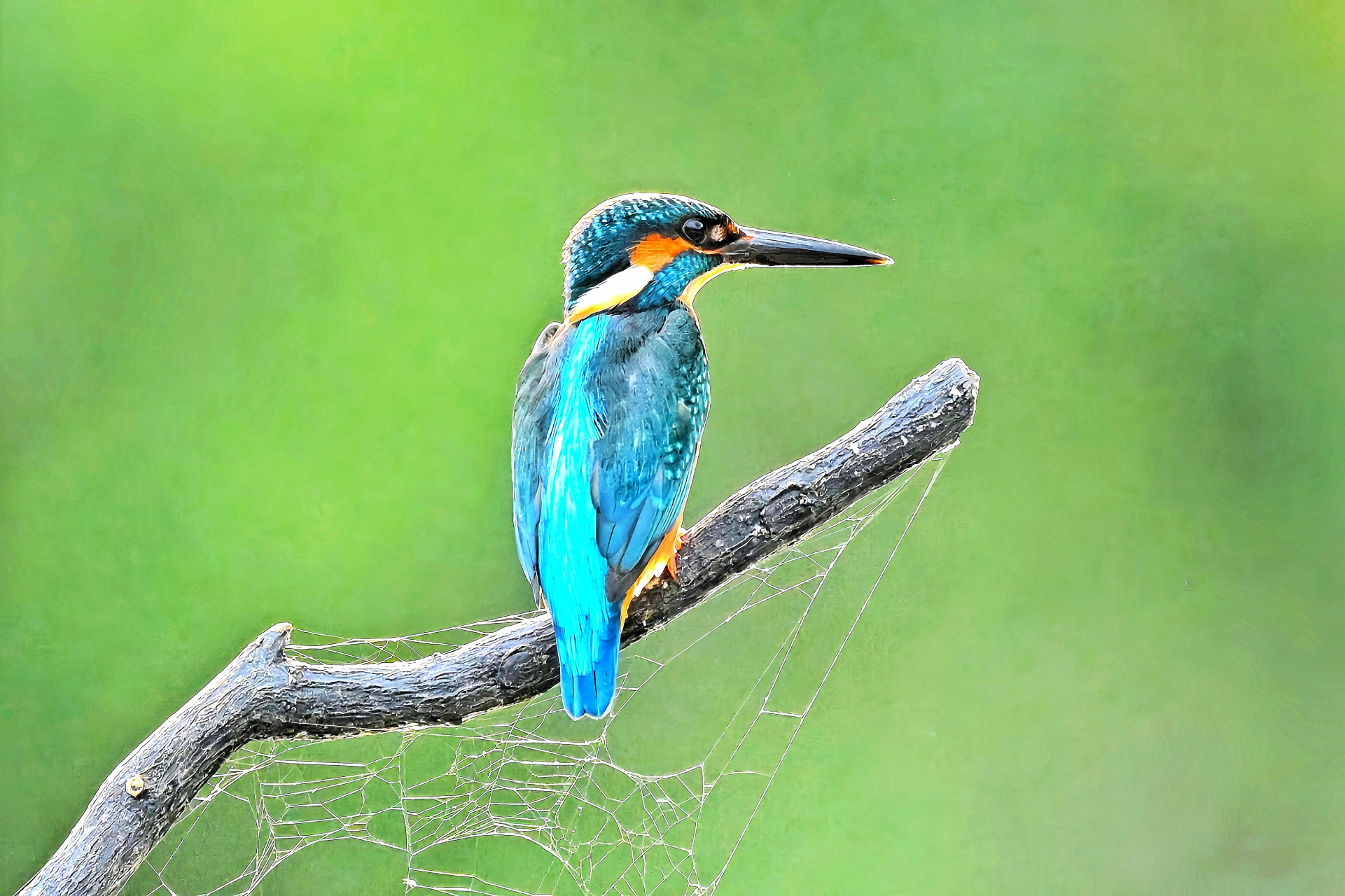 00翠鸟坐在树枝上,它身上的羽毛是蓝绿色,看起来非常清新自然.