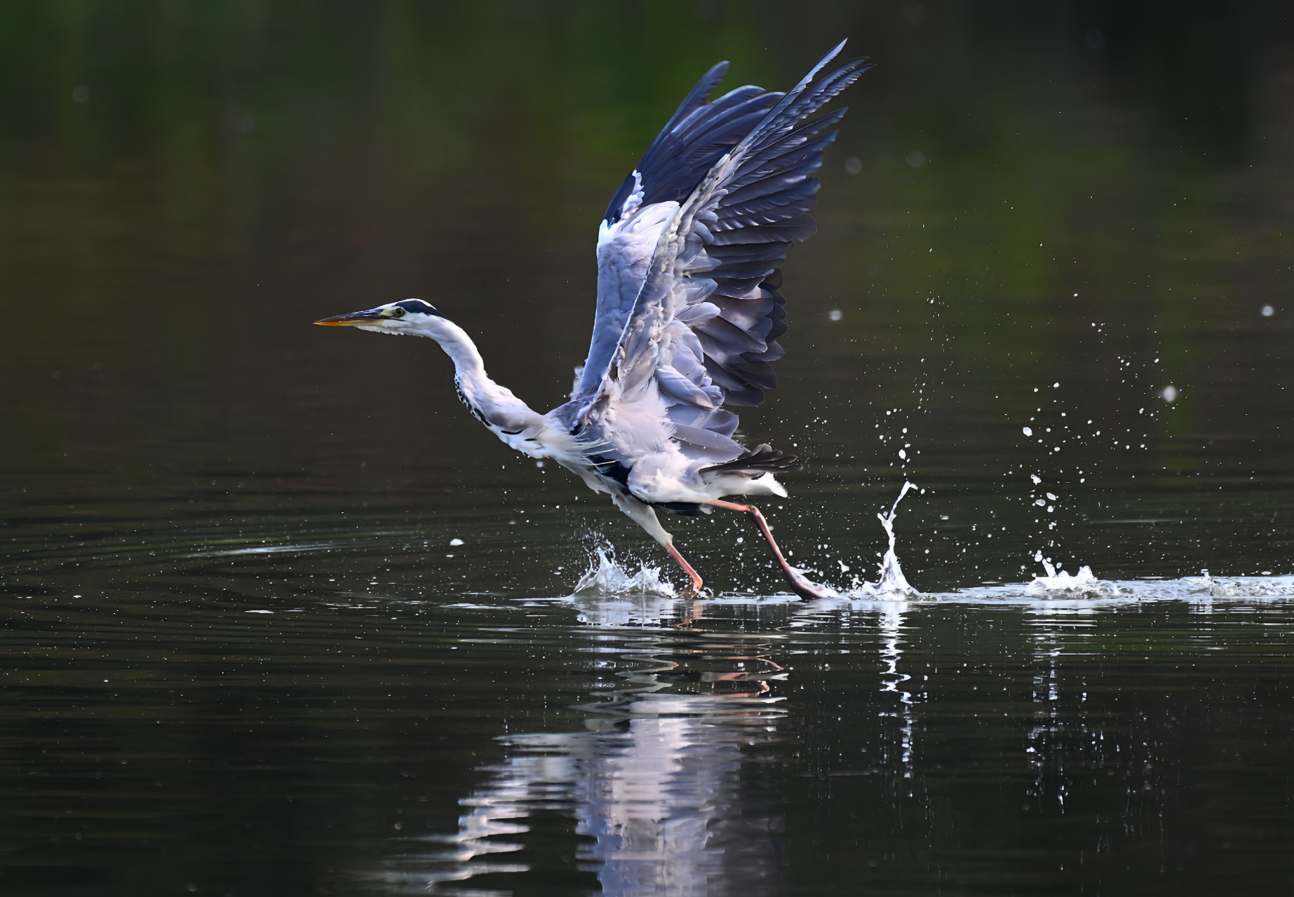 一组灰鹭从水面起飞经典姿态,许多壁纸,广告画和鸟类摄影展都有用到