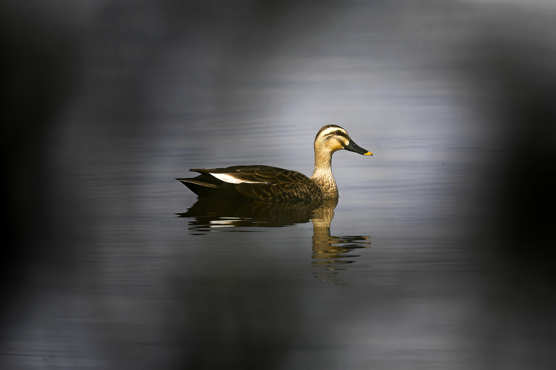 瑞气沉烟金鸭袅