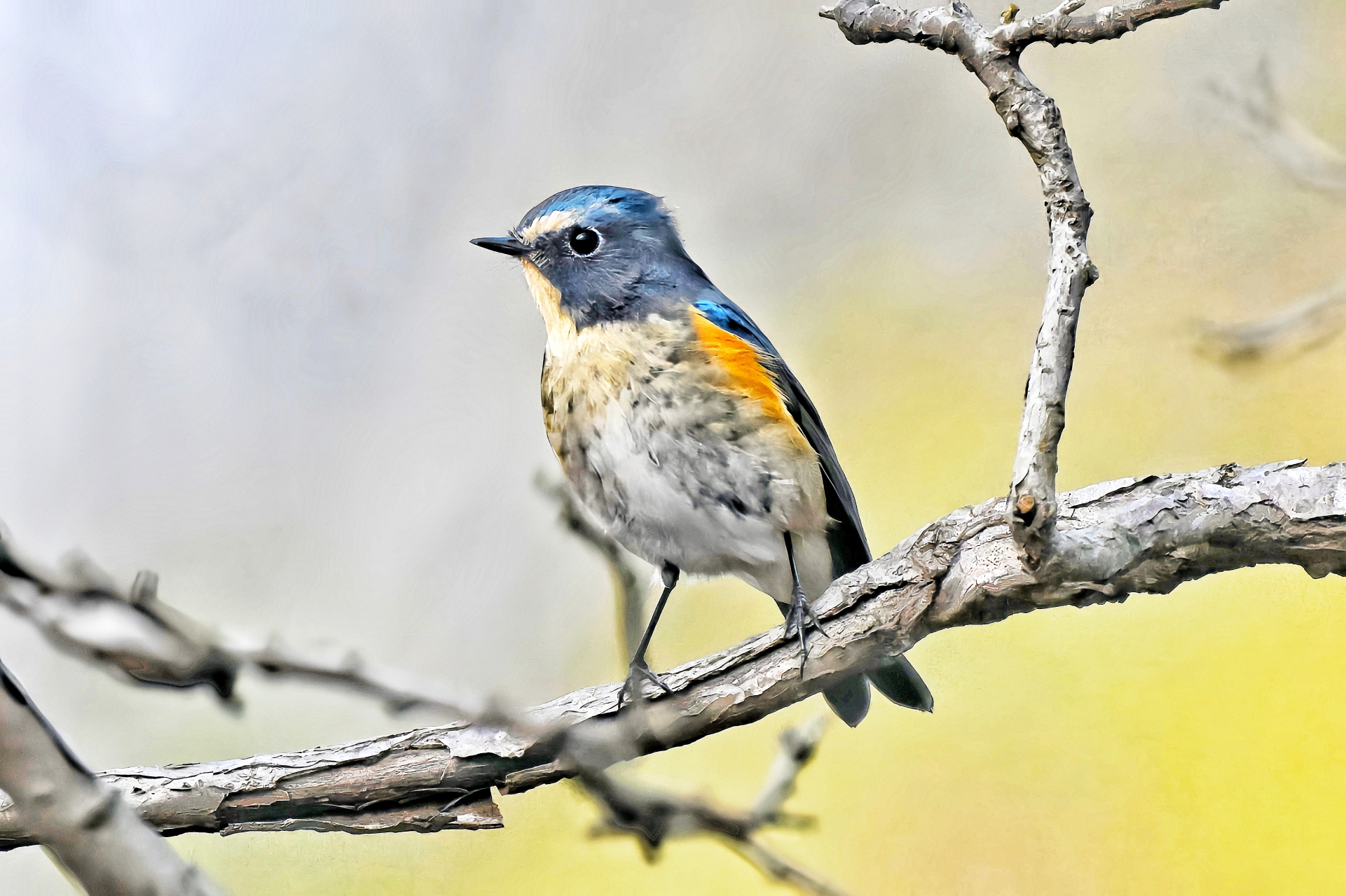 红胁蓝尾鸲是雀形目鸫科鸲属鸟类,食虫和植物性种子