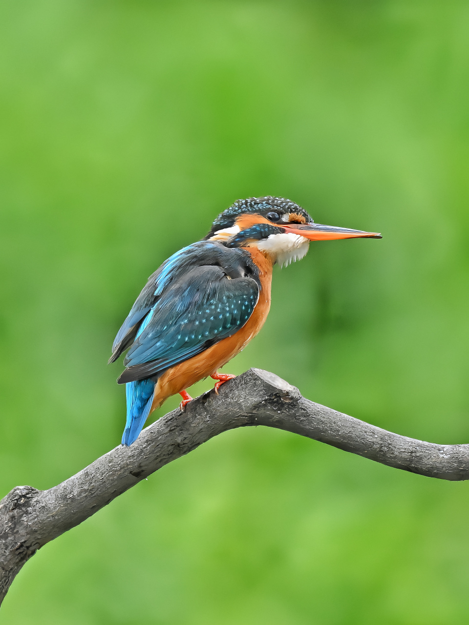 细节清晰,姿态非常,色彩斑斓,好看的鸟片