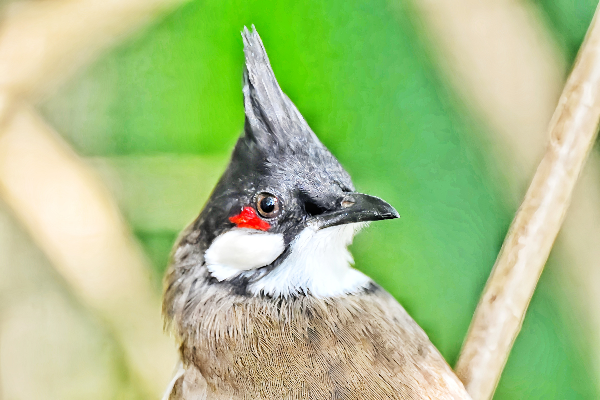 白耳鹎的各异神态