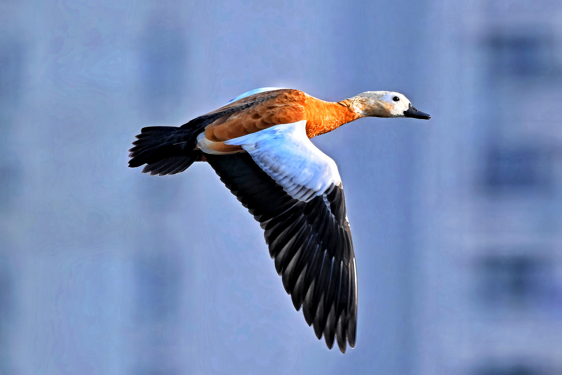 蹼踏着天空,飞翔的鸭子,你是天空的舞者!