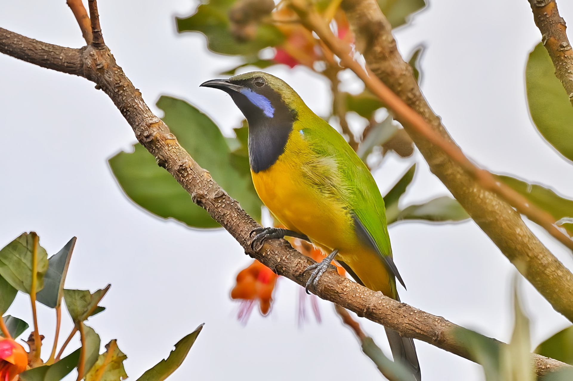 橙腹叶鹎的起飞瞬间抓拍