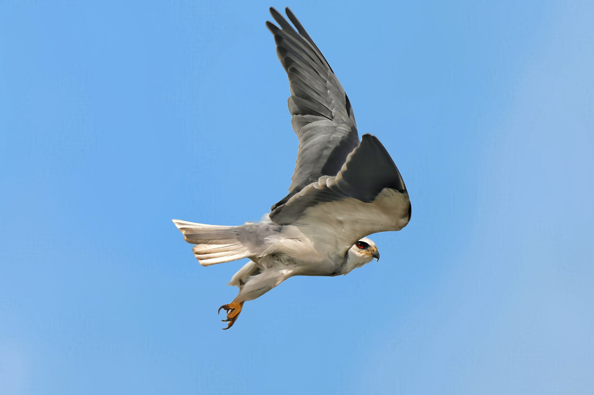 黑翅鸢是不是也可以称之为"黑肩鸢icon",其实它的翅膀并不是全黑的