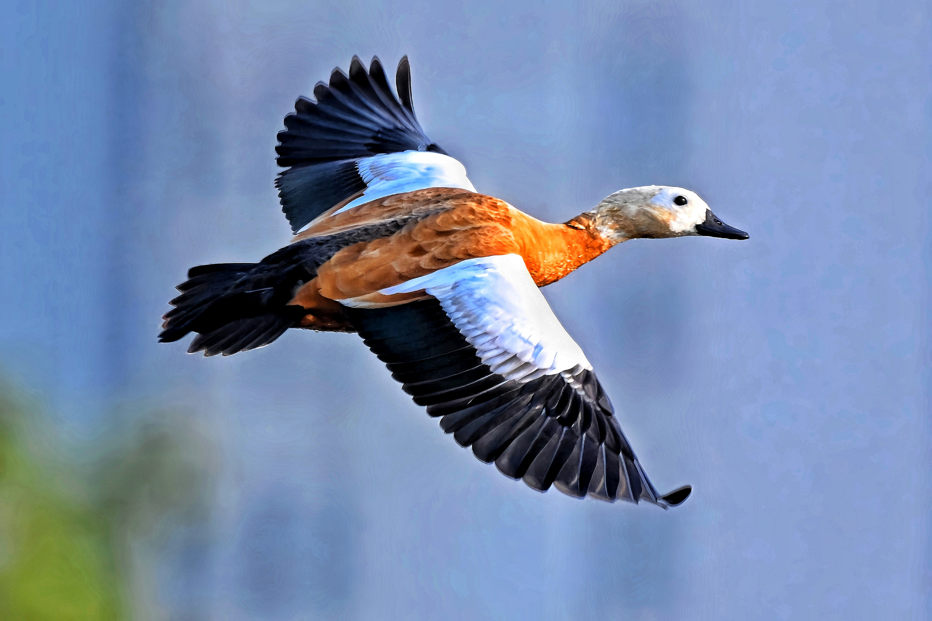 蹼踏着天空,飞翔的鸭子,你是天空的舞者!