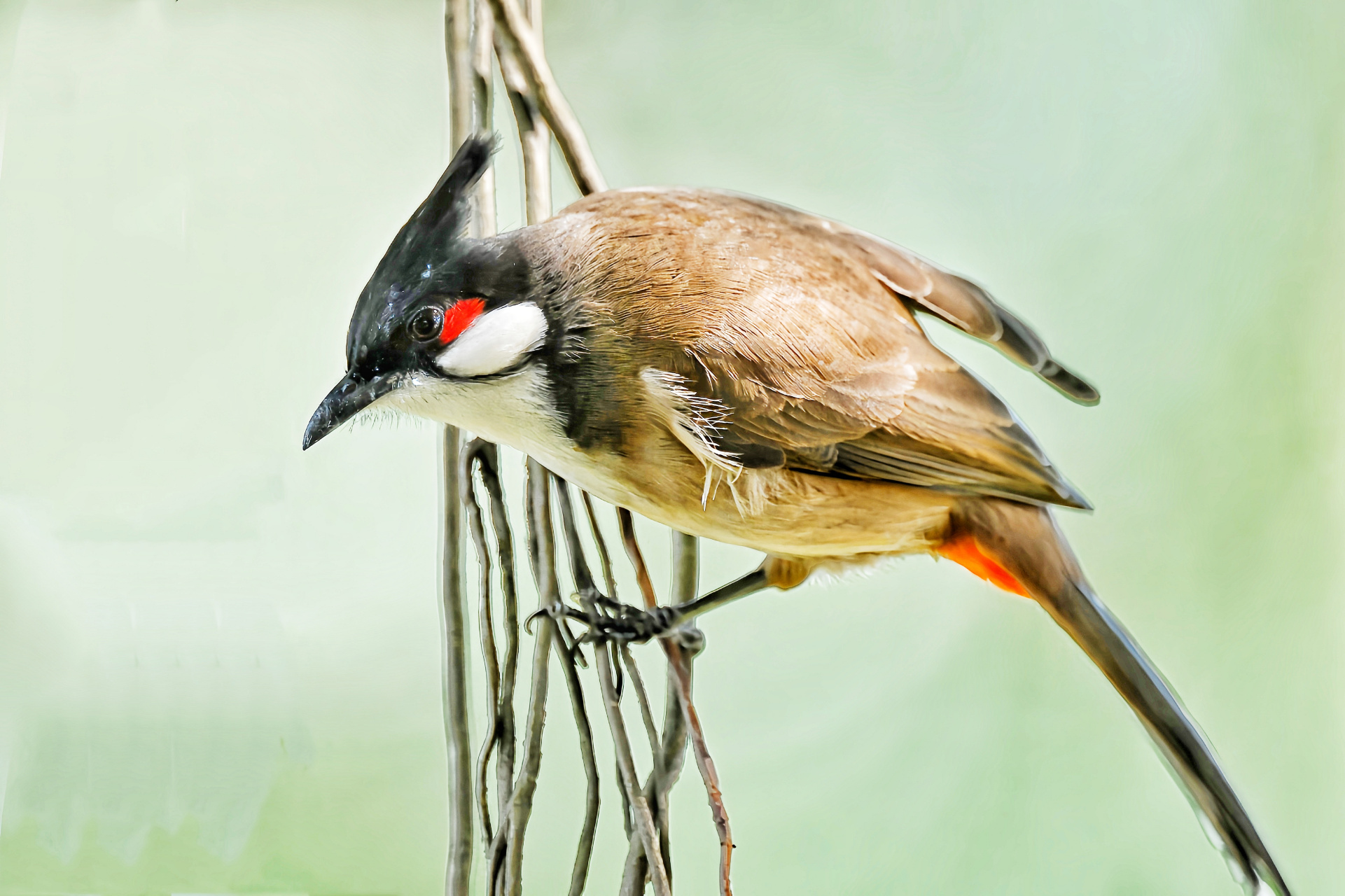 白耳鹎的各异神态