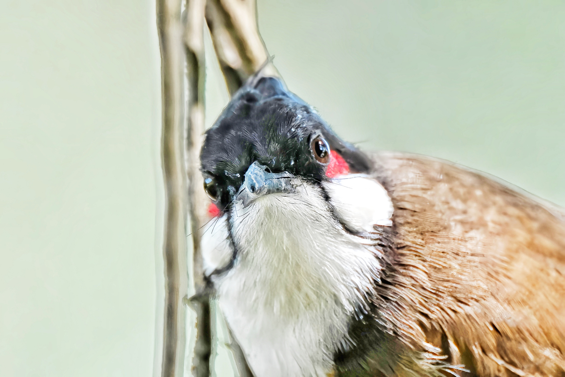 白耳鹎的各异神态