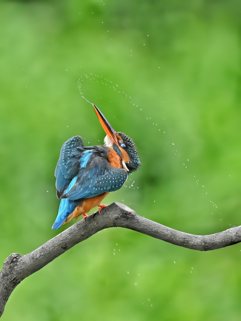 细节清晰,姿态非常,色彩斑斓,好看的鸟片