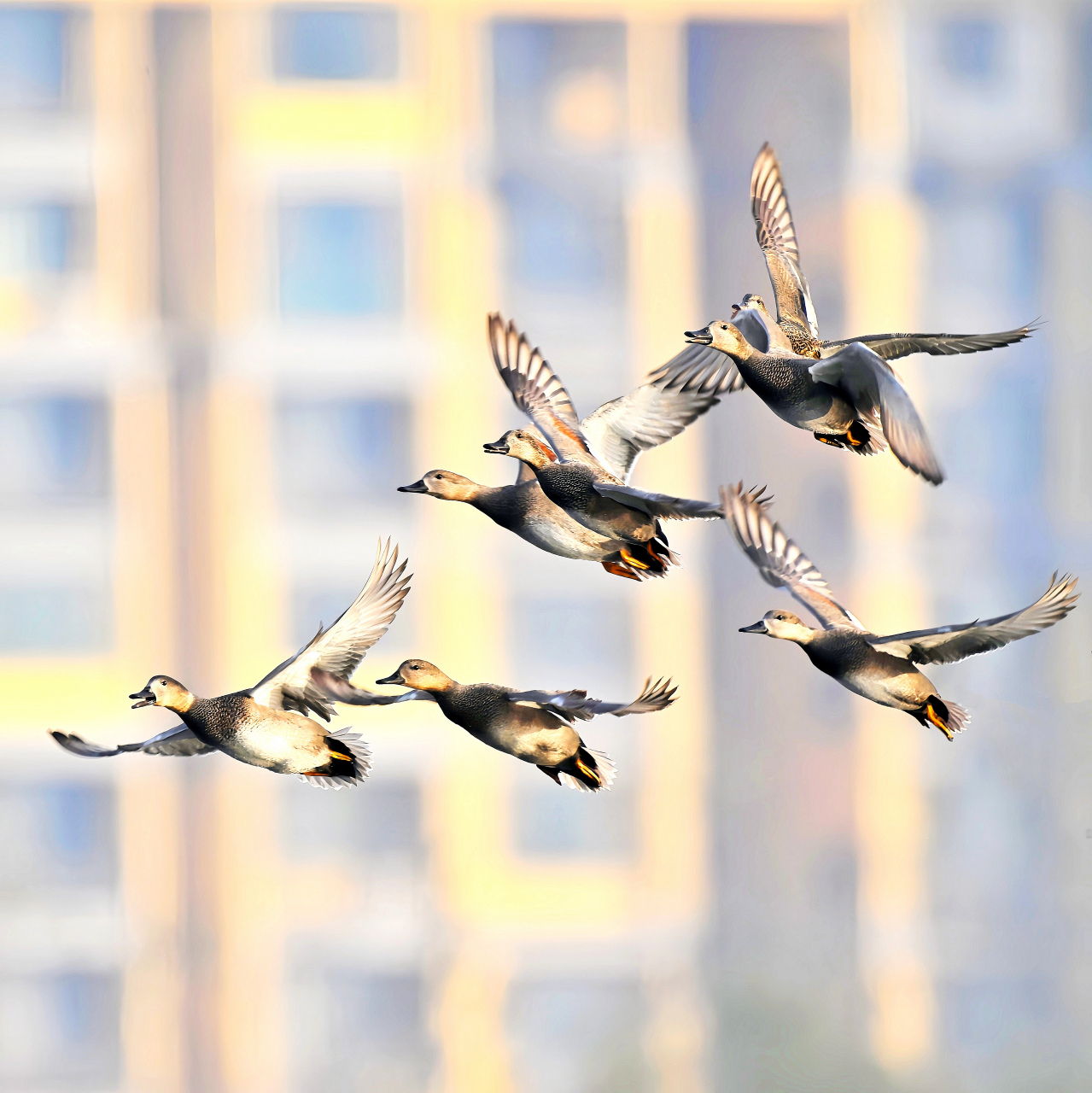 能数出来空中飞翔的几只鸭吗
