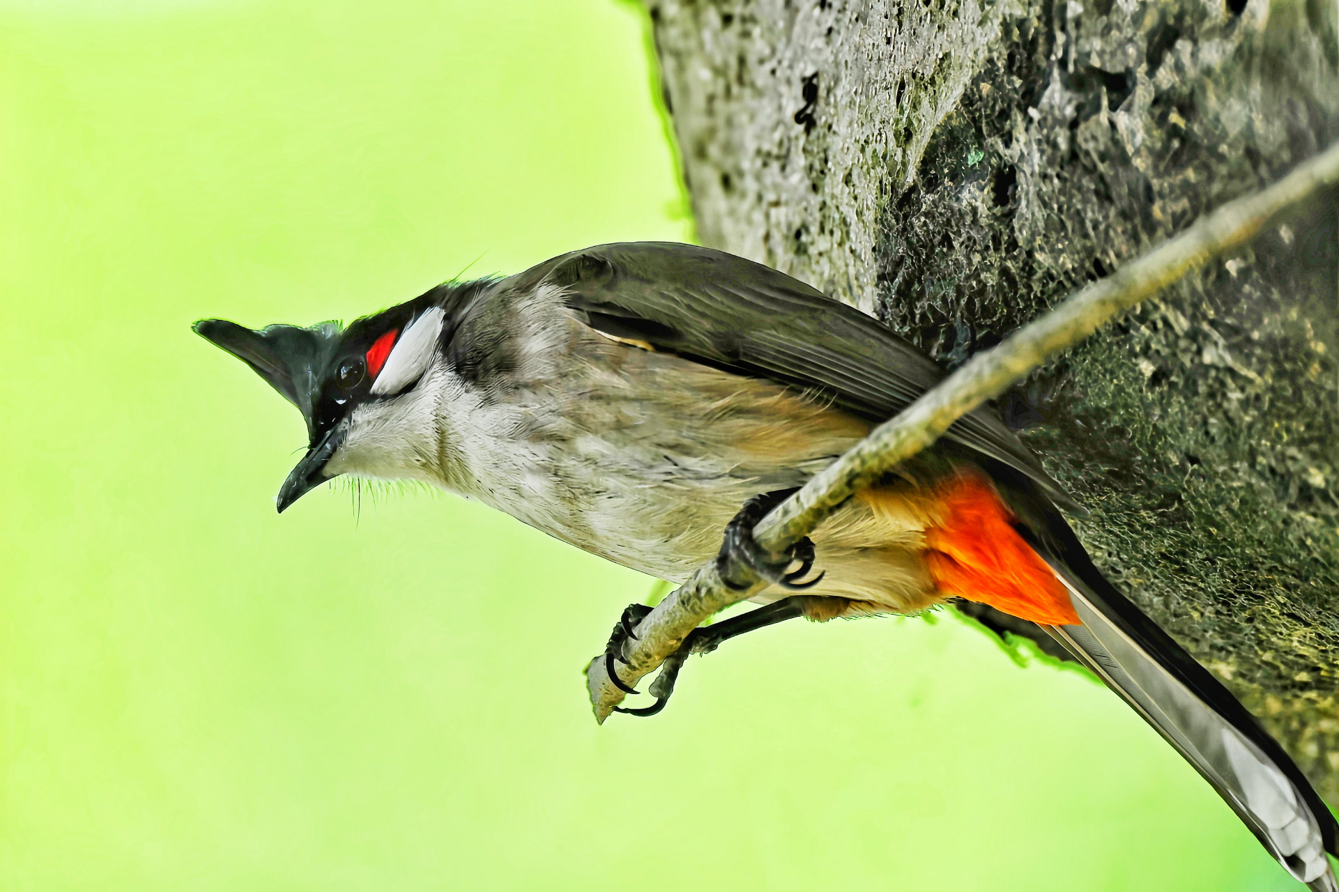 白耳鹎的各异神态