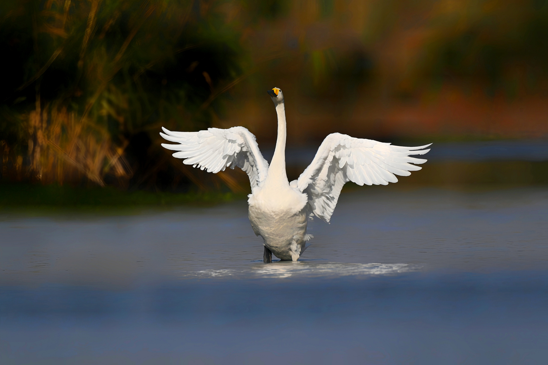大白鹅煽动超大的翅膀,仿佛要包容整个世界