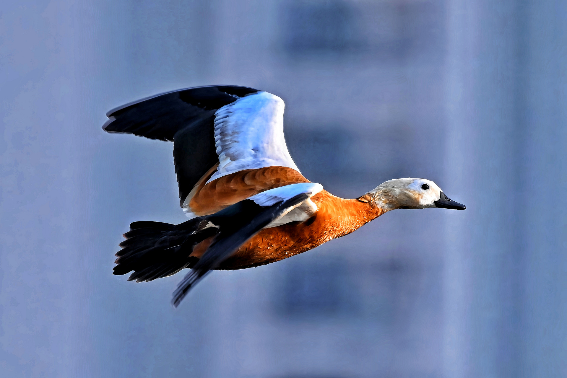 蹼踏着天空,飞翔的鸭子,你是天空的舞者!