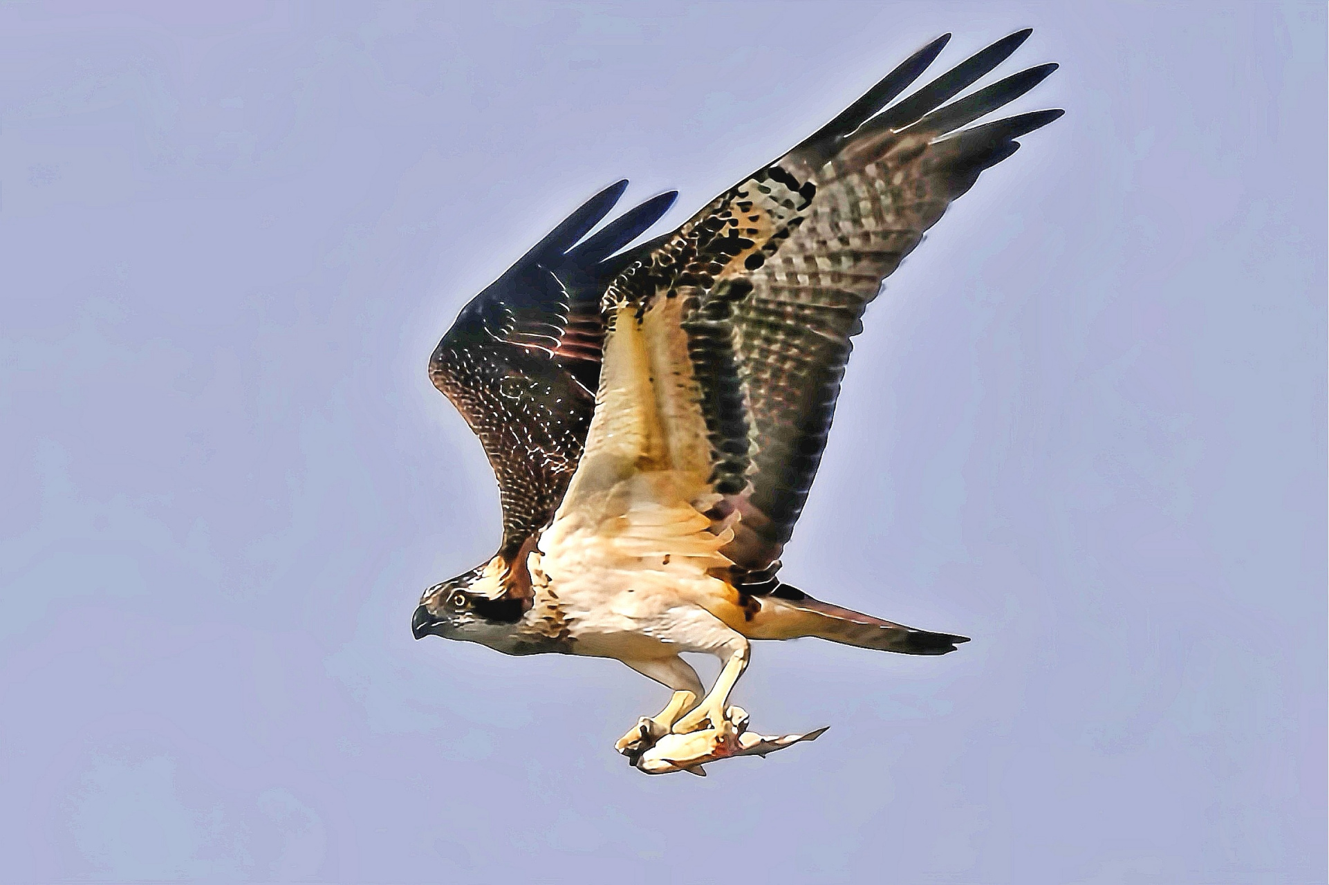 "挂弹飞行",在守候的地方没拍到鹗俯冲捉鱼,它在别的地方捉鱼,飞我