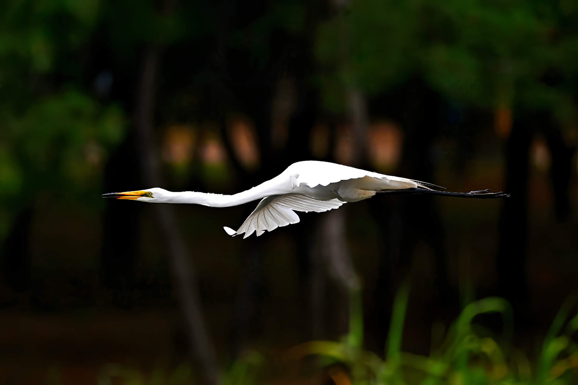 黄嘴白鹭已经升级为国家一级保护动物了