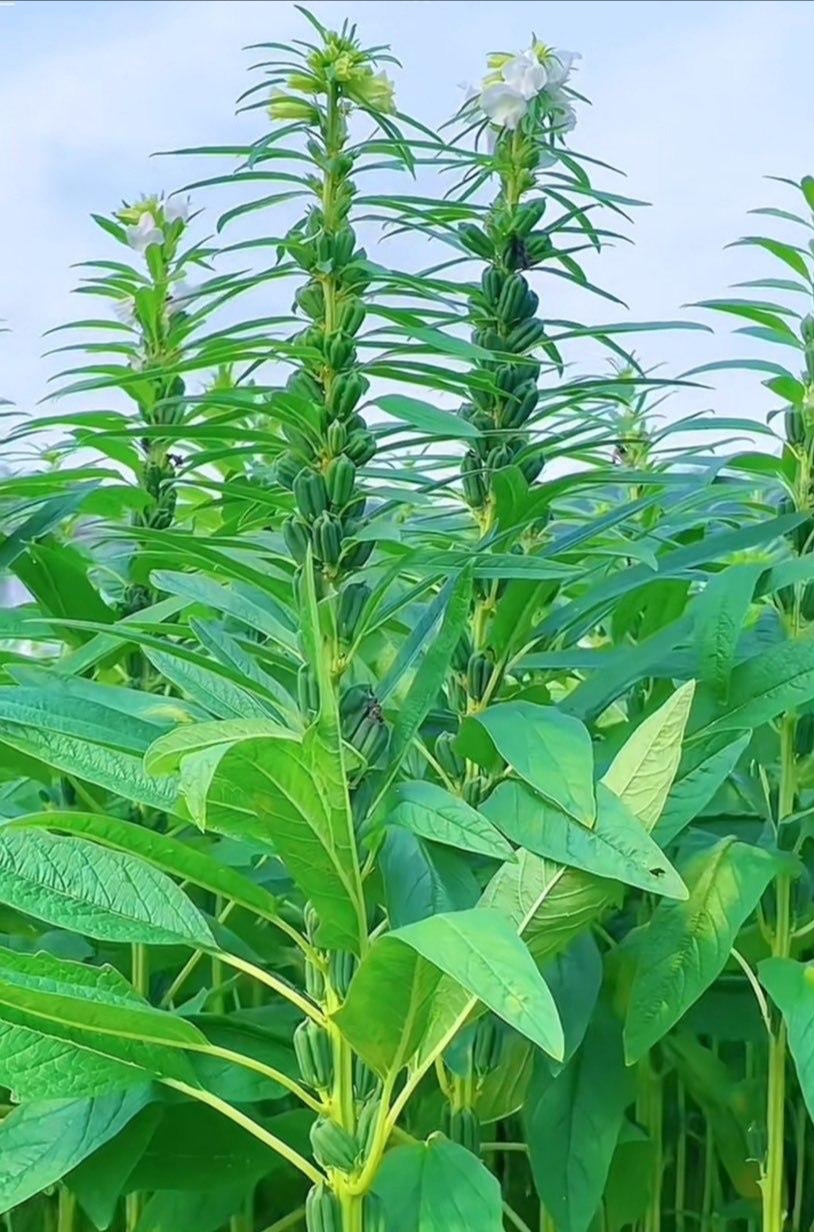 芝麻树图片野生图片