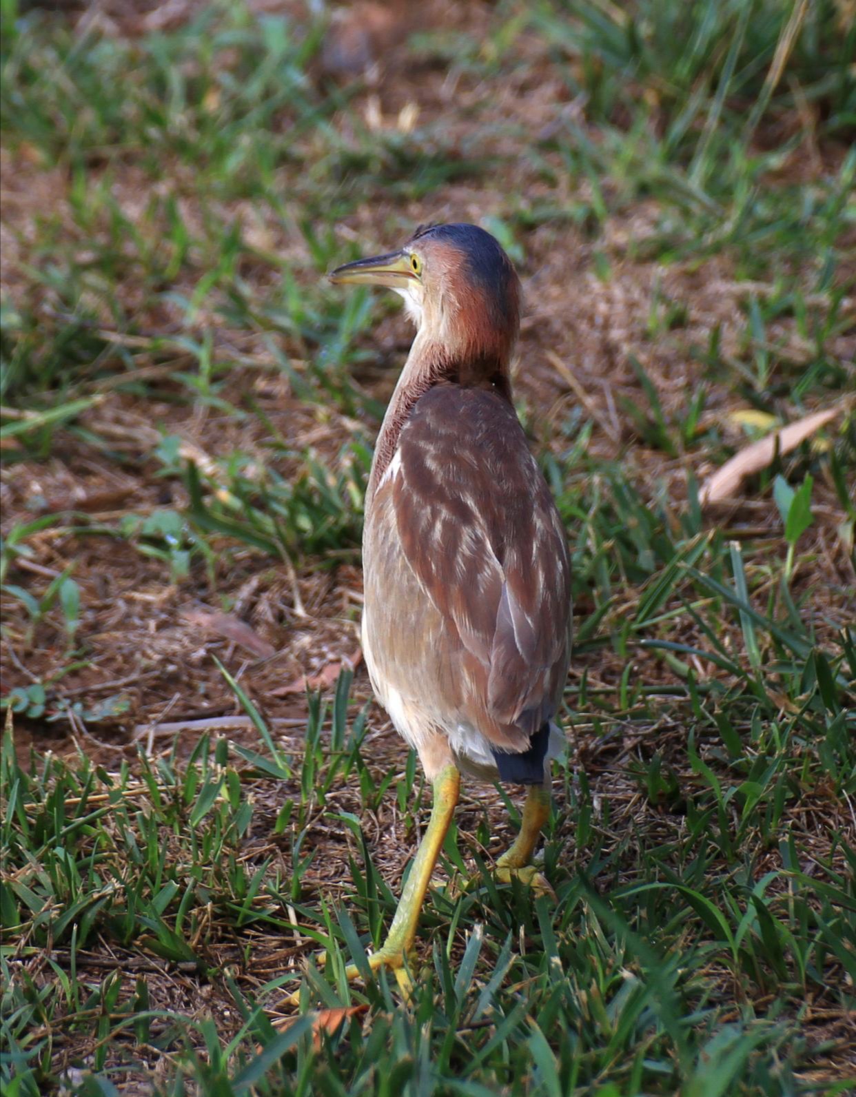 这是刚会扑棱的黄苇鳽雏鸟,还是比较小,在草地上傻乎乎发呆,羽毛还没