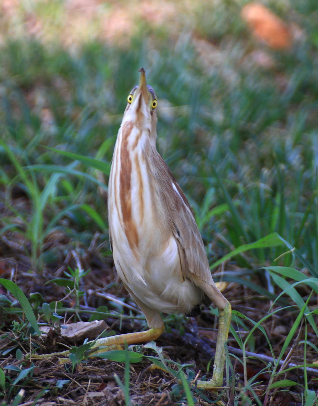 这是刚会扑棱的黄苇鳽雏鸟,还是比较小,在草地上傻乎乎发呆,羽毛还没
