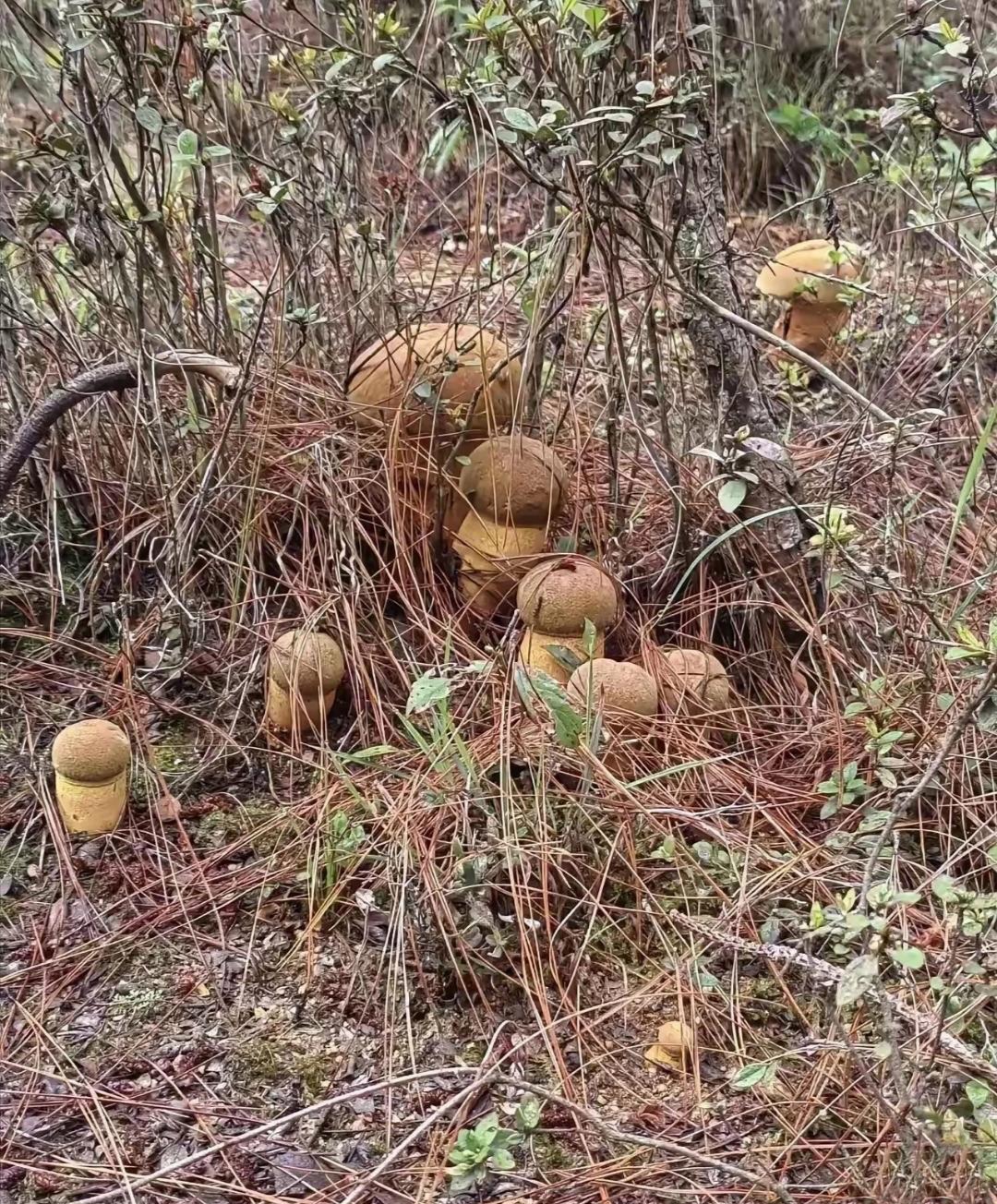 山上的蘑菇图片