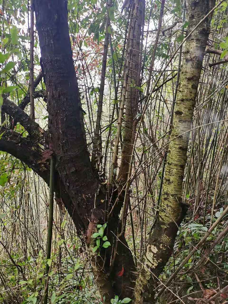 这样的野生蒙子树值钱吗