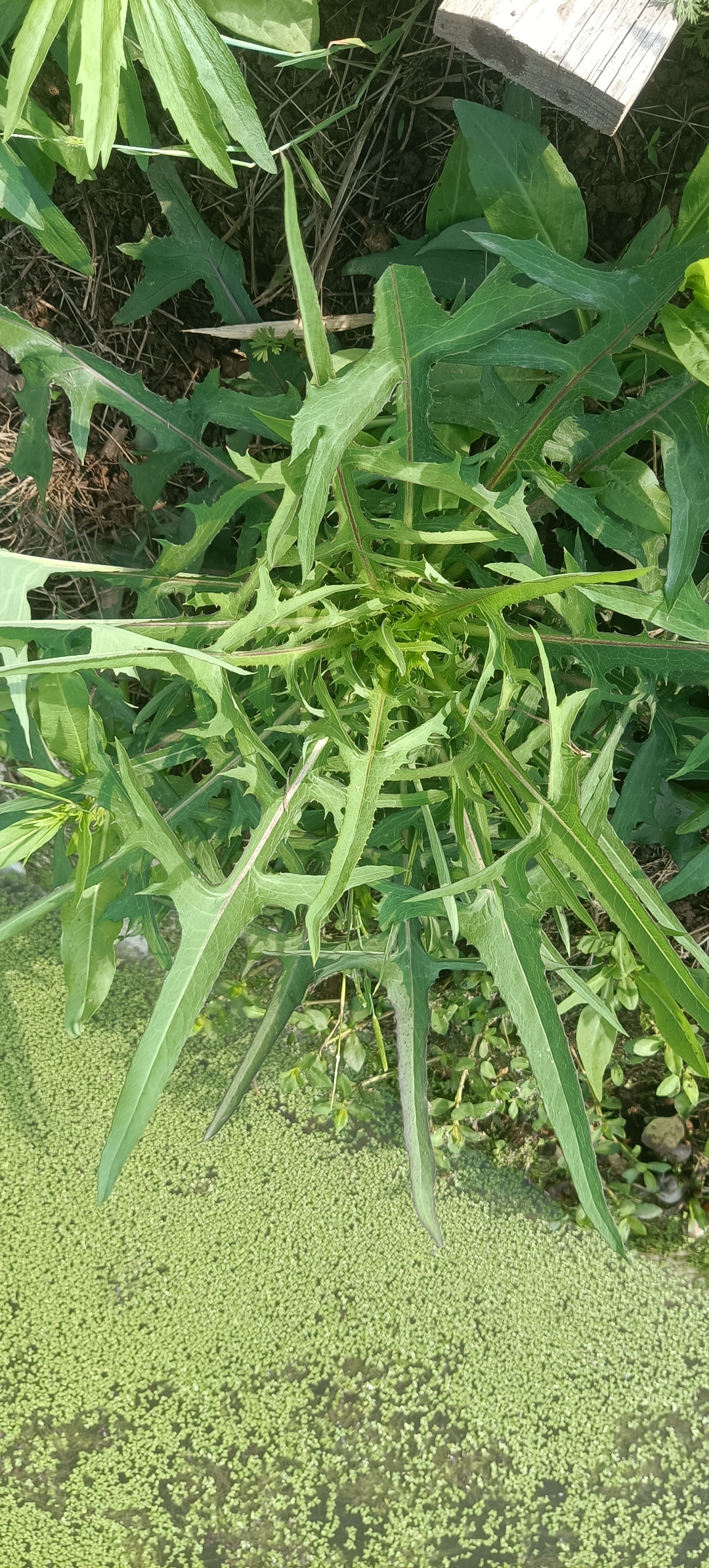 相传,这是华夏人文始祖伏羲创造先天八卦时深受启发的