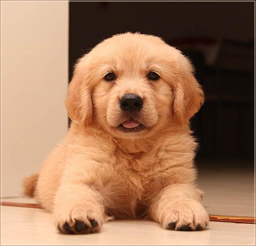 晒一下hb自射里面的小动物,狗狗的名字叫托尼,猫猫的名字,叫做,卡尔玛