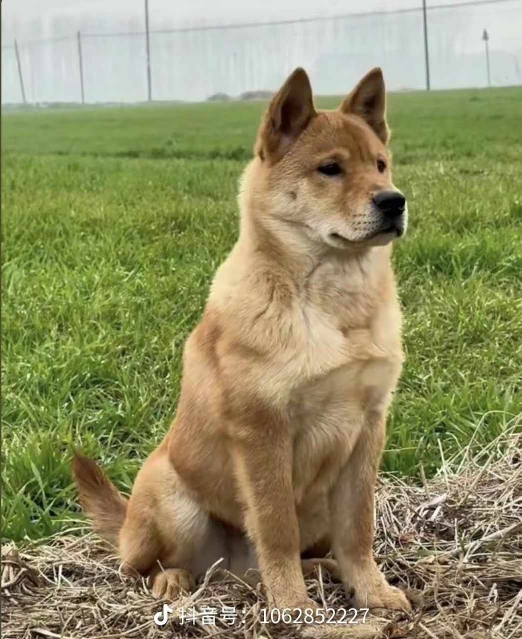 好帅气的大黄狗,中华田园犬果然霸气