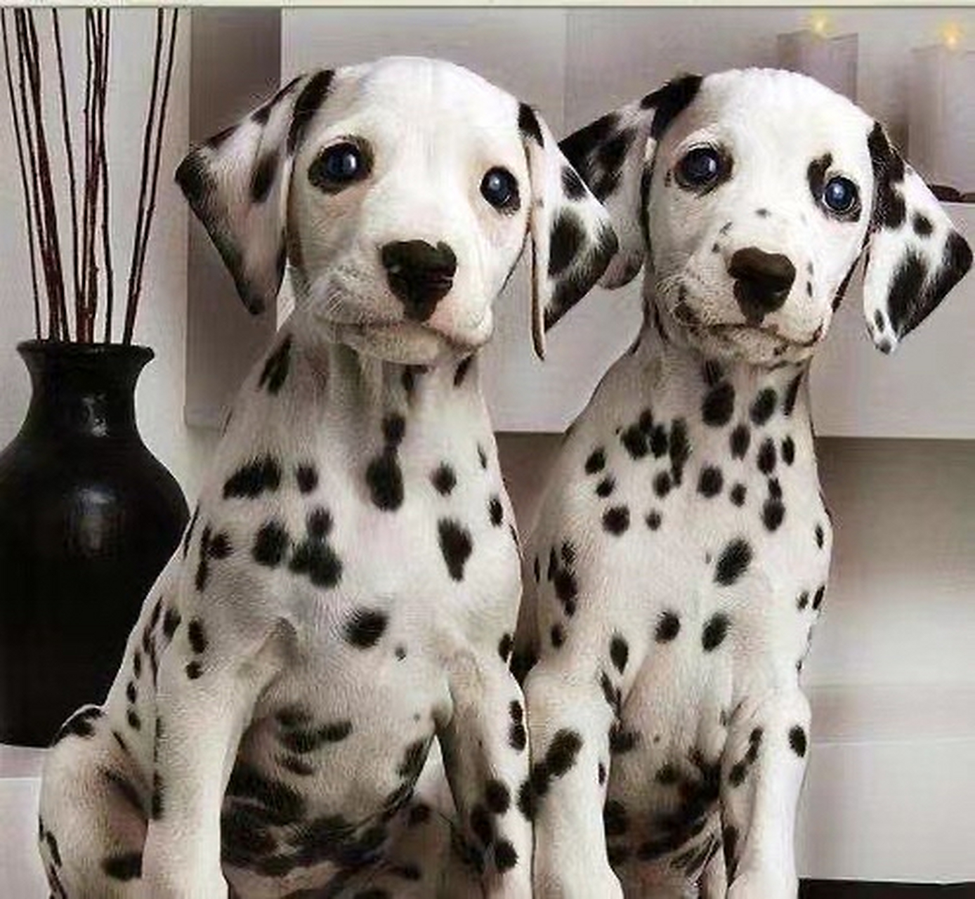 大麦町犬-dalmatian(家庭犬) ·体重:23-25公斤 身高:50-61厘米 ·起