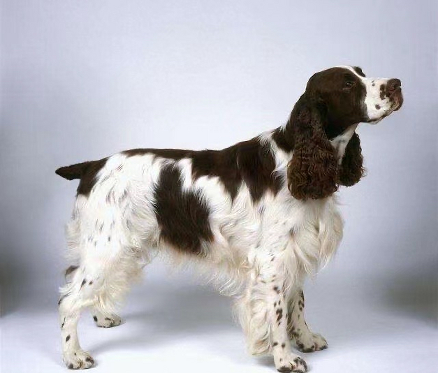 史宾格犬-springer spaniel(枪猎犬) ·体重:22-24公斤 身高:48-51