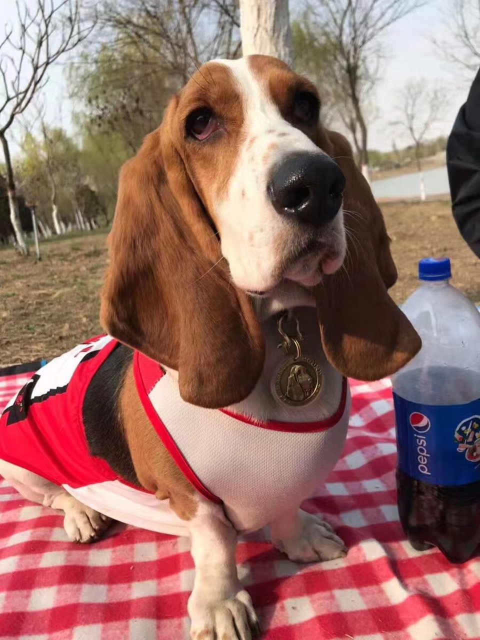 巴吉度猎犬-basset hound(狩猎犬) ·体重:18-27公斤 身高:33-38厘米