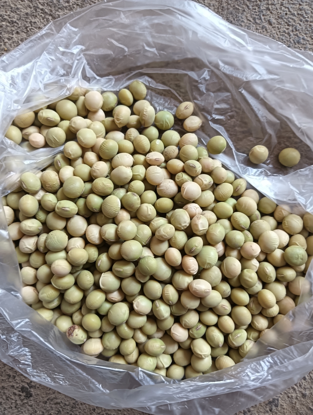 记好了,这个才是老品种黄豆,黄豆有早.中.