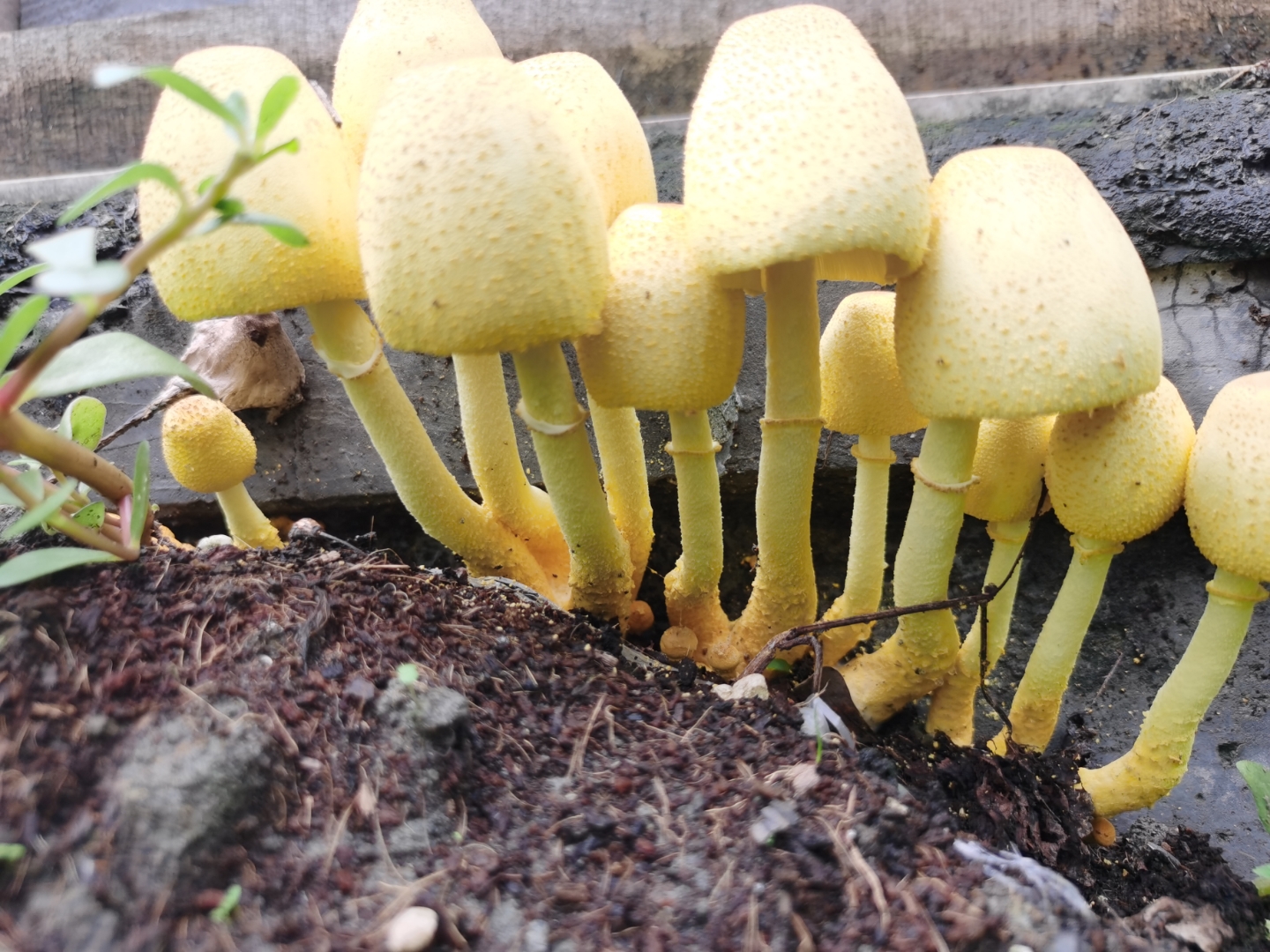 一群小黄蘑菇在土里探头探脑,可爱极了!有谁认识这个啊?可不可以吃的?