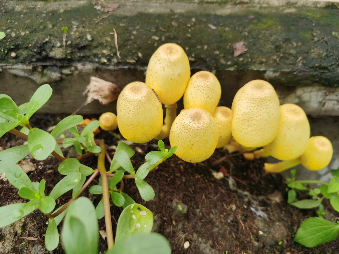 一群小黄蘑菇在土里探头探脑,可爱极了!有谁认识这个啊?可不可以吃的?