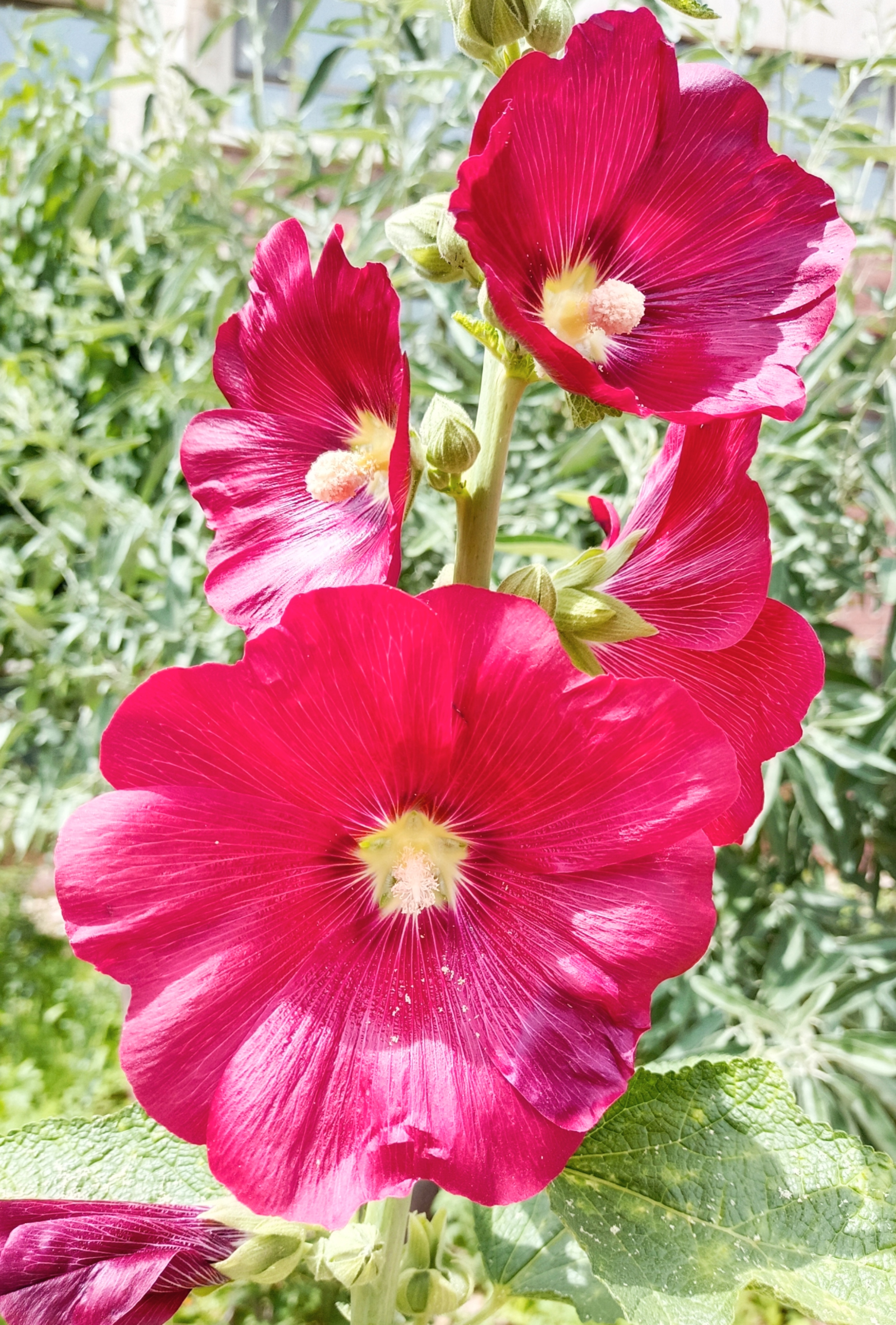 蜀葵花开正艳丽#记录旅行风光#