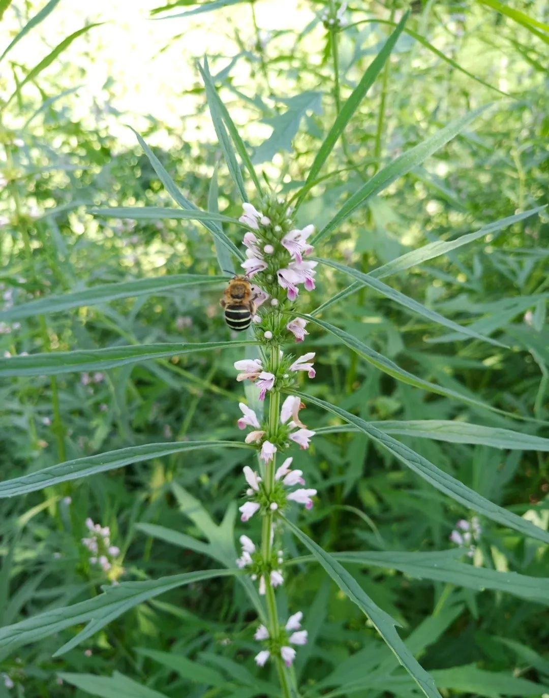 爬地牛奶藤草药图片图片