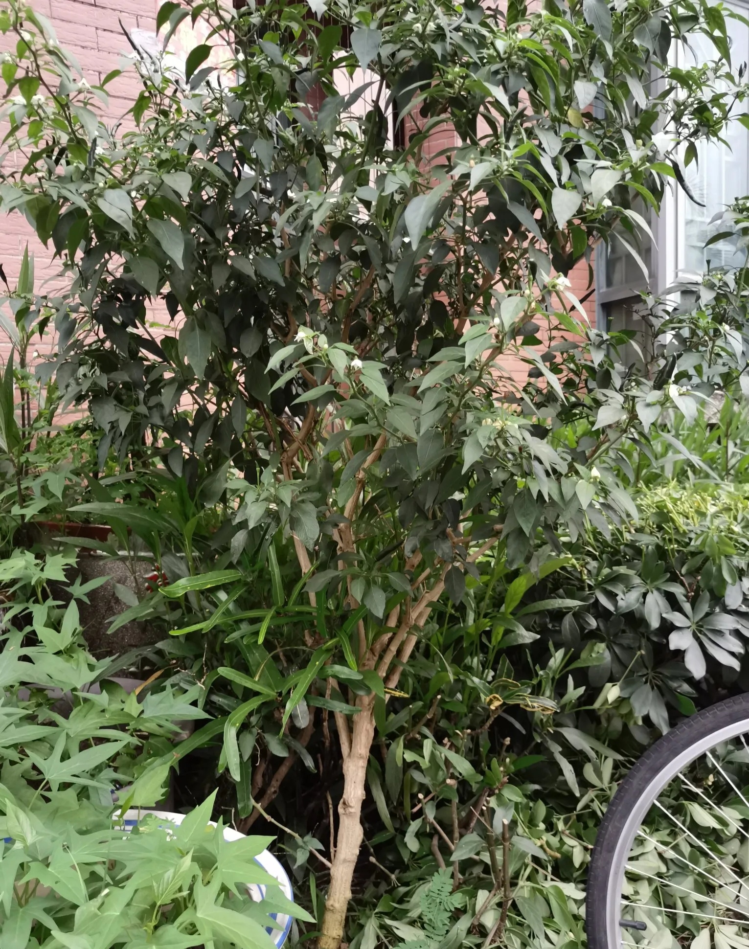 你说神奇不神奇!