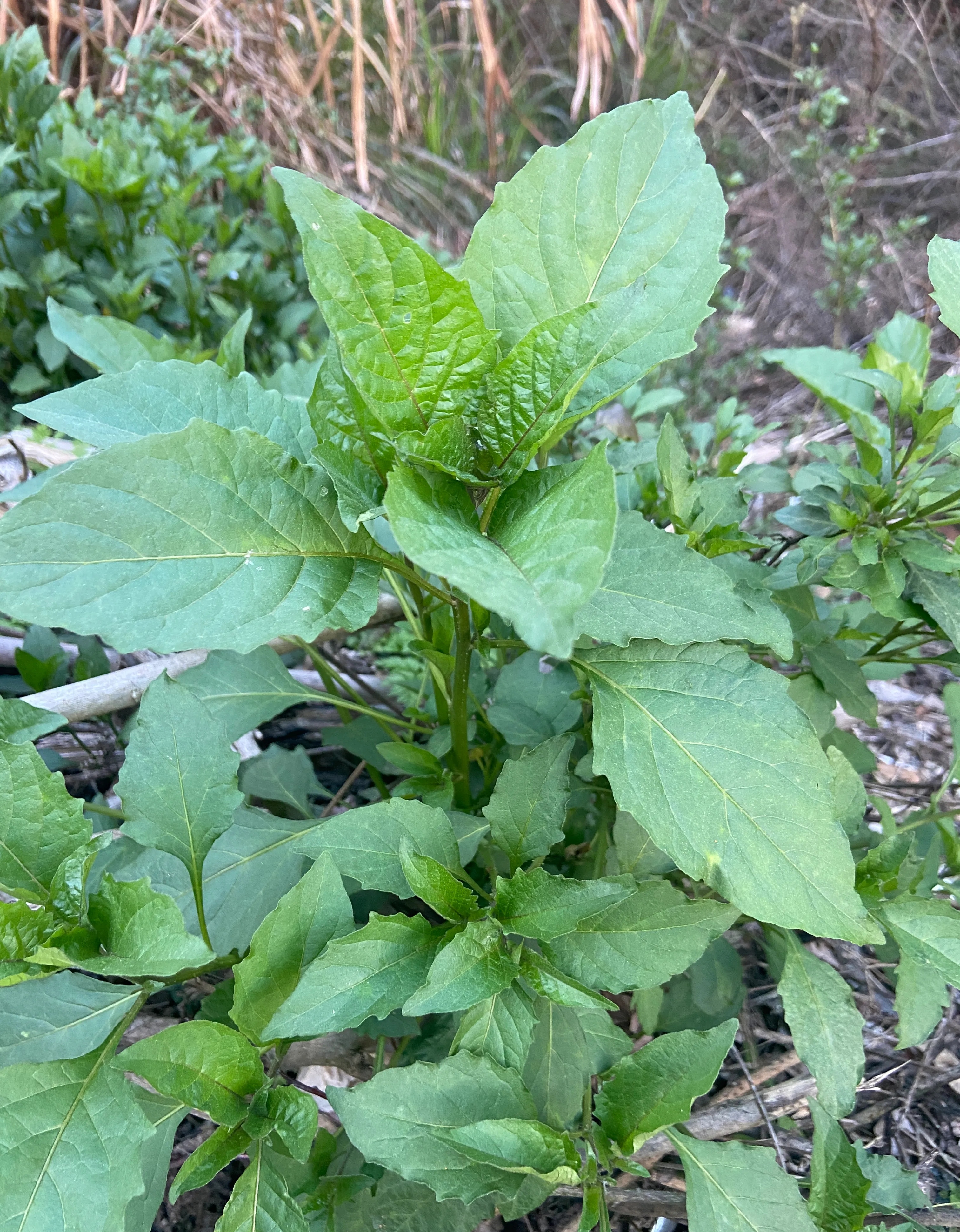 安陆唐宋白花菜厂图片