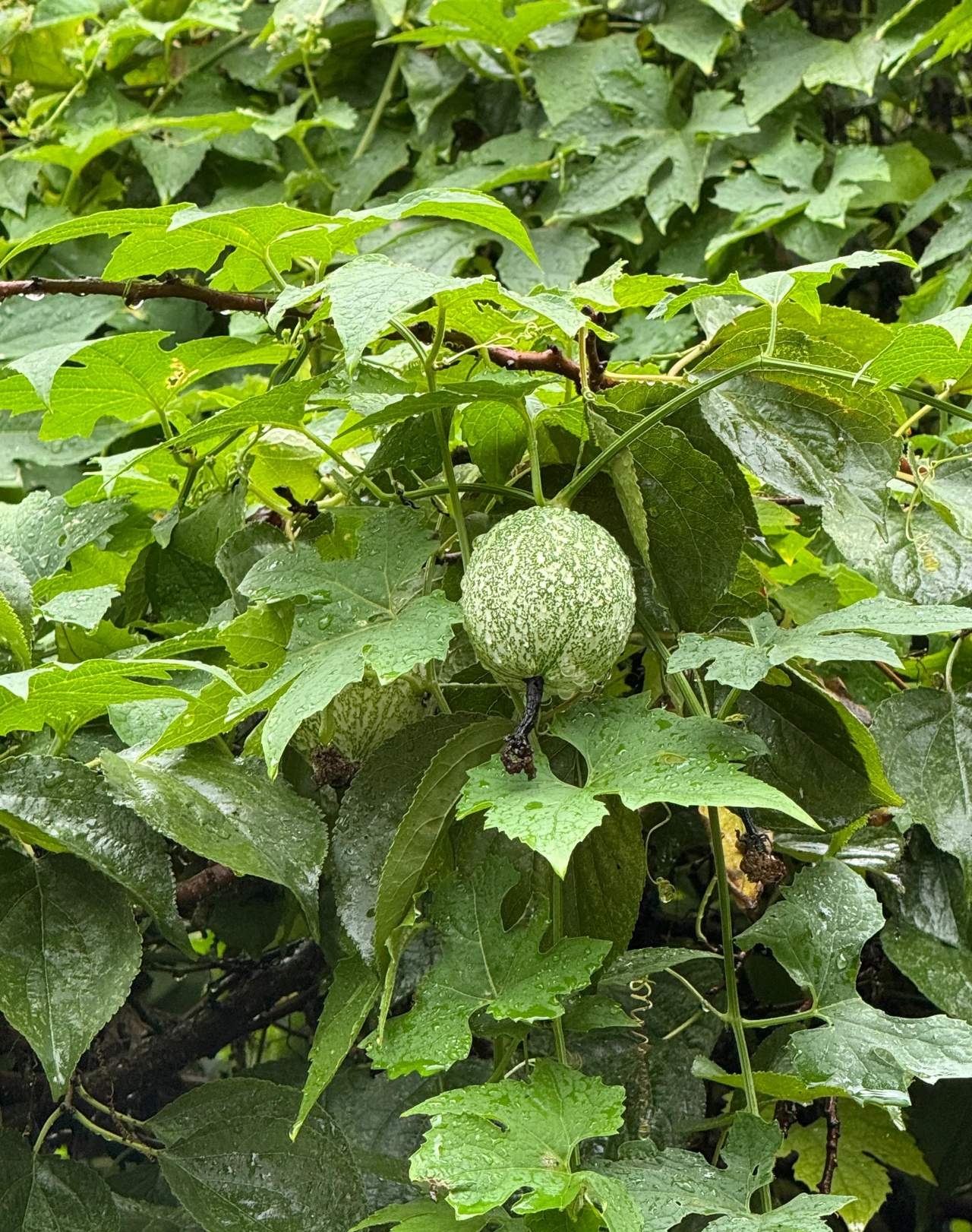 今天和朋友爬山,在树丛中,竟然看到了一种我从未见过的植物,朋友们有