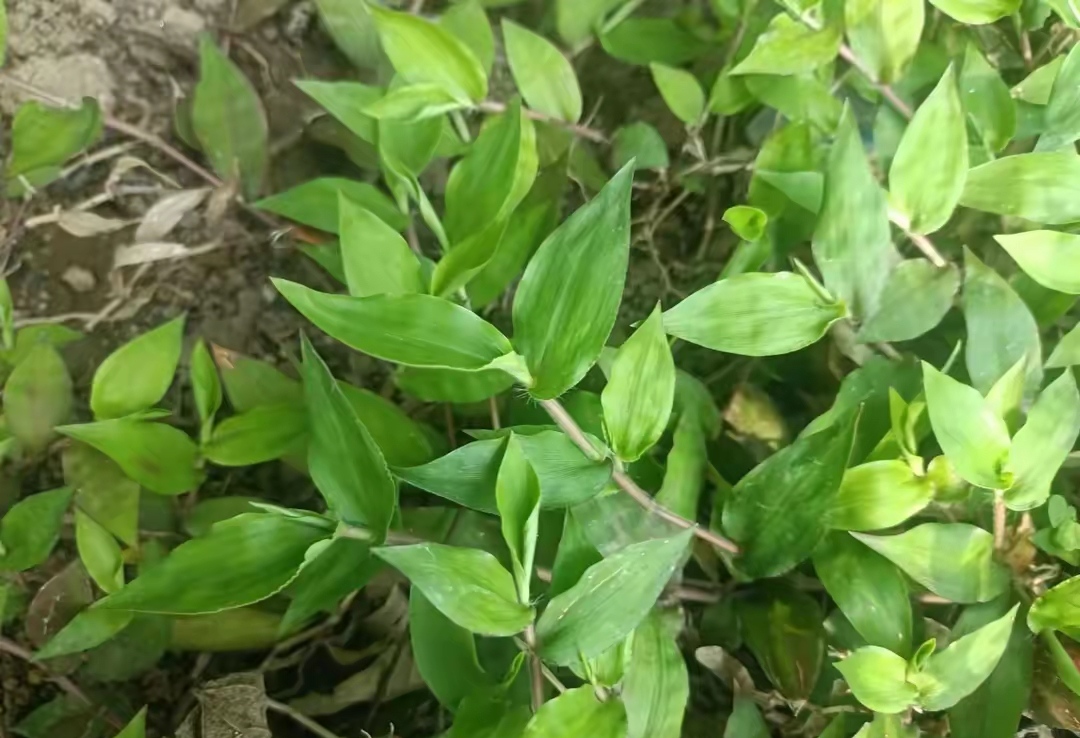 这种草在我们生活中经常看到它,很多人认为它们都是