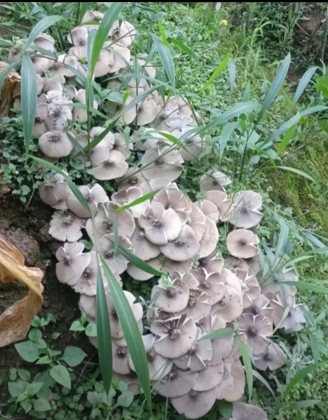 今天休息和朋友去山上摘李子 ,发现了这么一大片这种蘑菇  ,请教一下